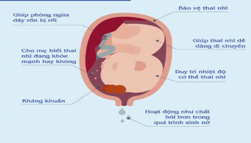 Các chức năng của nước ối