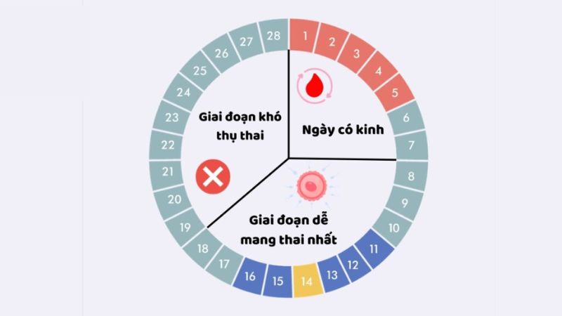 Ngày thứ 14 dễ thụ thai nhất đối với chu kỳ kinh nguyệt 28 ngày