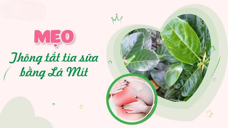 Thông tắc tia sữa bằng lá mít