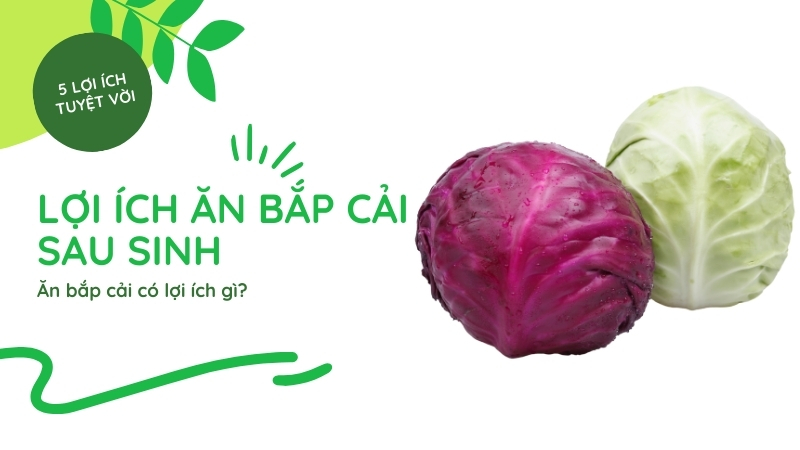 Lợi ích ăn bắp cải sau sinh