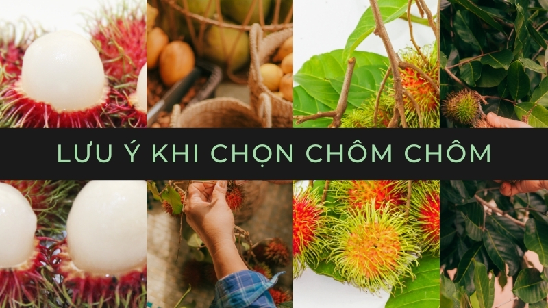 Chọn chôm chôm cho thực đơn bà đẻ cần lưu ý gì?