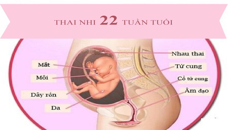 Thai nhi ở tuần thứ 22 của thai kỳ