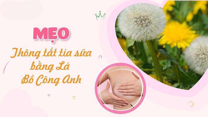 Thông tắc tia bằng lá Bồ Công Anh