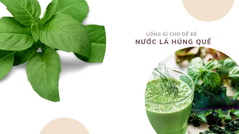 Uống gì cho dễ đẻ: Nước lá húng quế