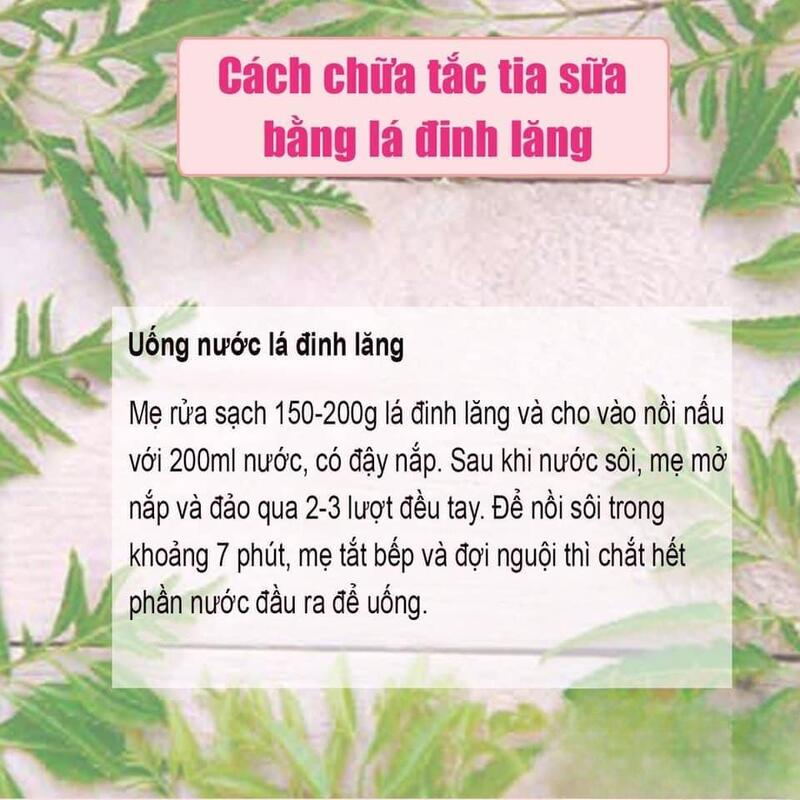 Chữa tắc tia sữa bằng lá đinh lăng